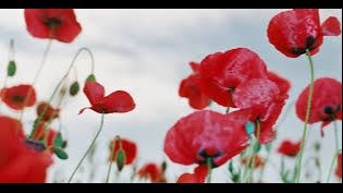 Remembrance Day Poetry Contest