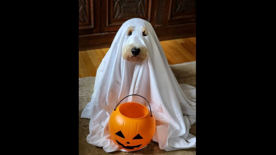Salish -Halloween Costume contest