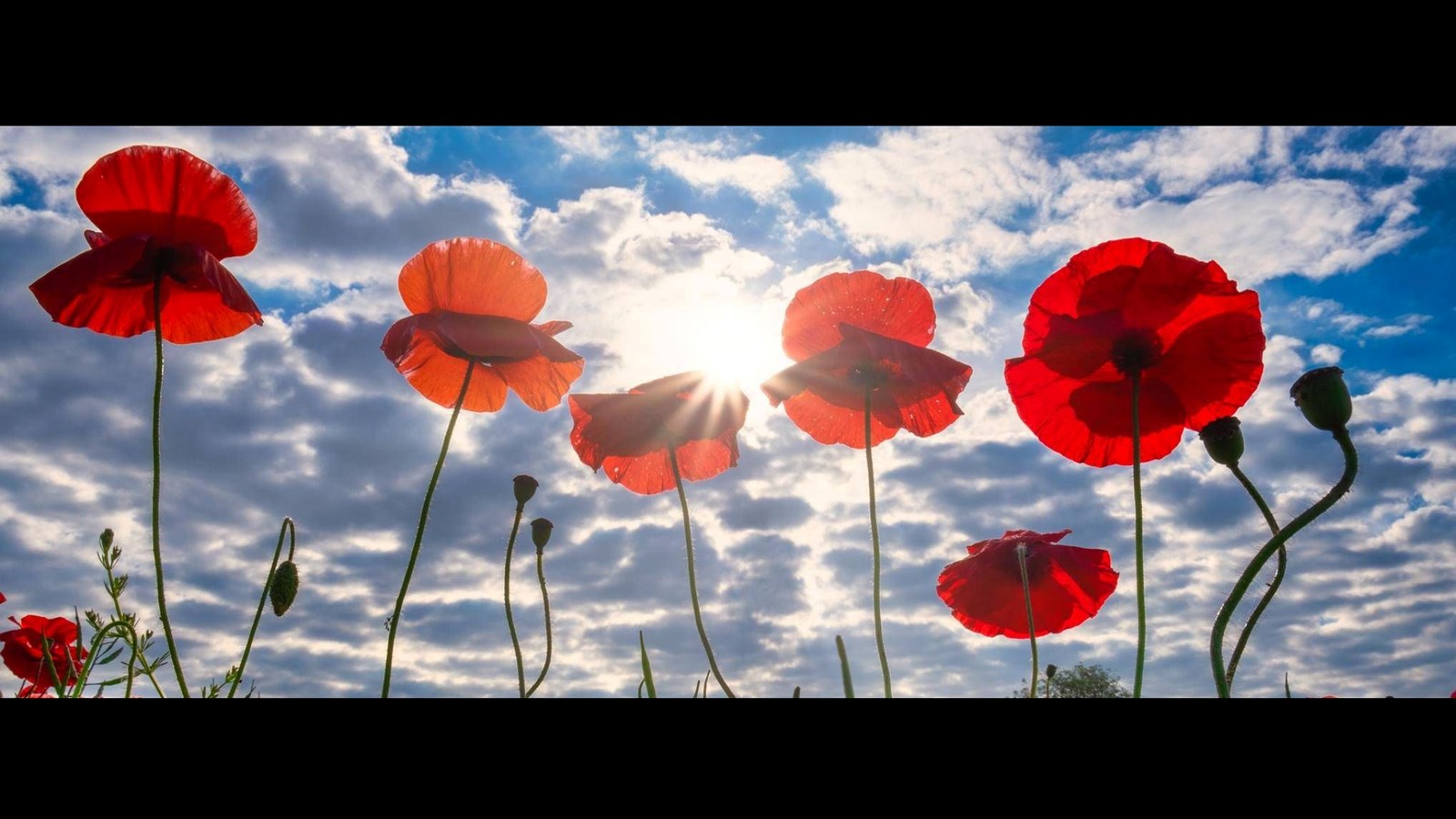 Remembrance Day Ceremony 